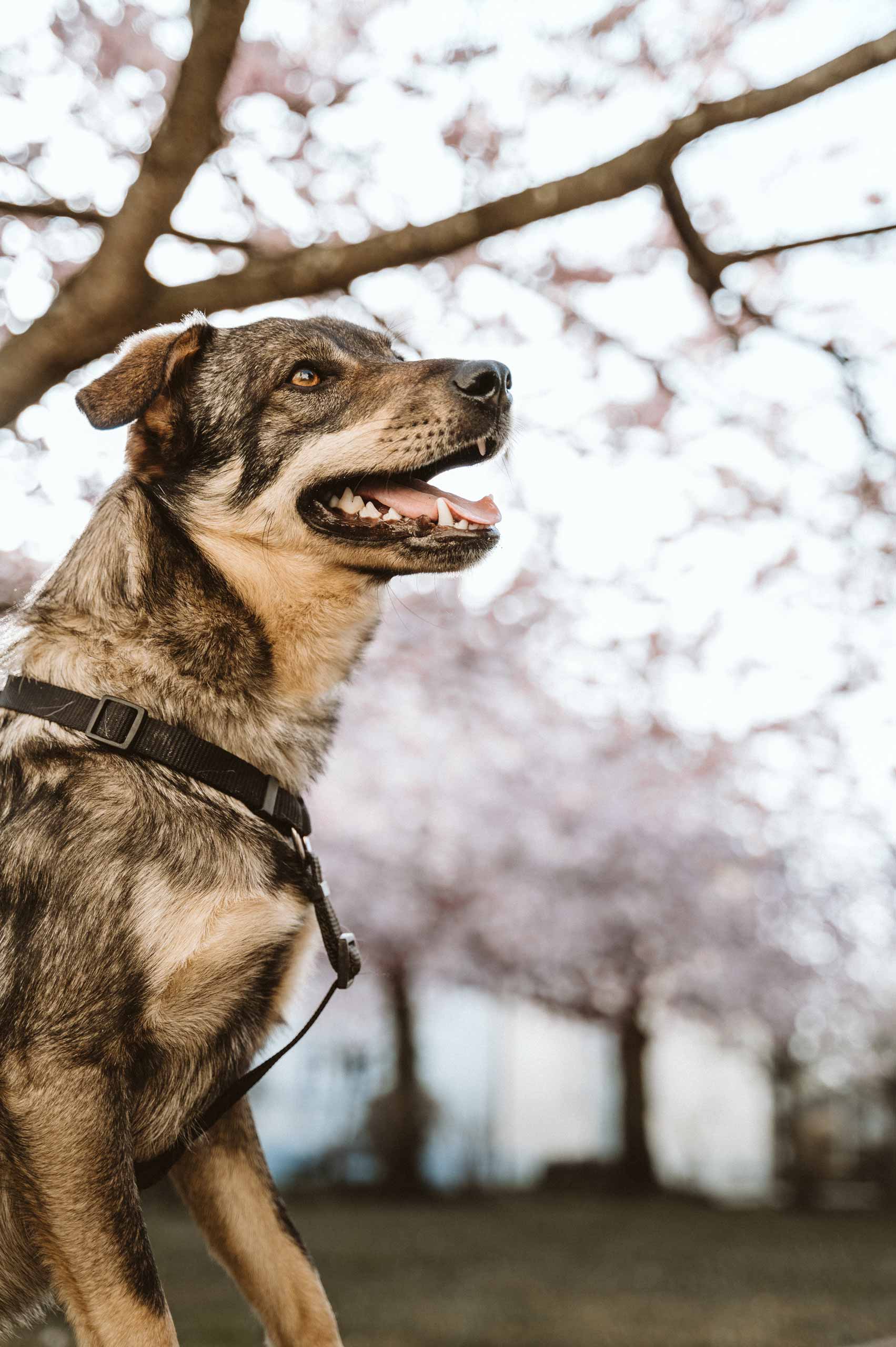 Sonja & Hund Friedl | Hundefotografie | Niklas Wiest | Fotograf Weingarten
